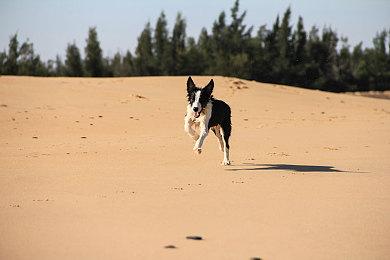 《微软飞行模拟2024》Steam商店页面更新 添加中文支持